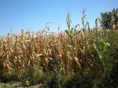 Skidanje kukuruza sa njiva
