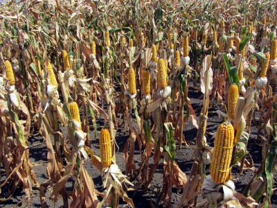 Ogledi u kojima su fizički izazvana oštećenja kako bi simulirali uslovi izazvani gradom i sušom