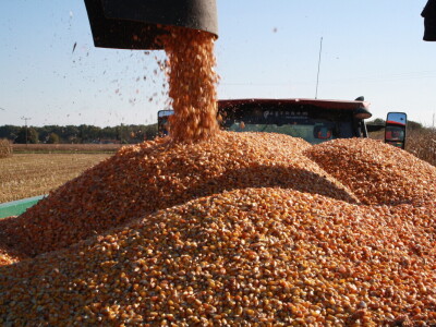 Kukuruz INCLUSIV dao prosječno 13 t/ha, a u Međimurju preko 16 t/ha suhog zrna