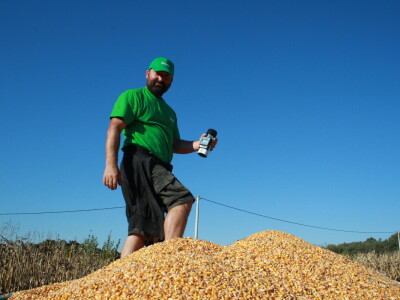 Kukuruz INCLUSIV dao prosječno 13 t/ha, a u Međimurju preko 16 t/ha suhog zrna