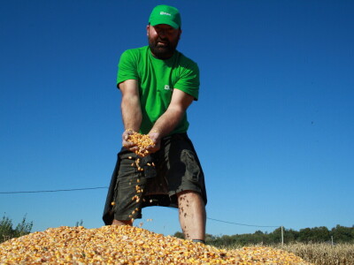 Kukuruz INCLUSIV dao prosječno 13 t/ha, a u Međimurju preko 16 t/ha suhog zrna