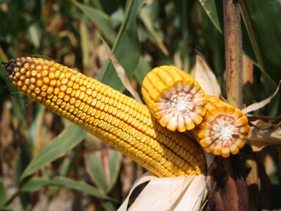 Kukuruz INCLUSIV dao prosječno 13 t/ha, a u Međimurju preko 16 t/ha suhog zrna