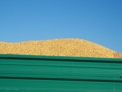 Kukuruz INCLUSIV dao prosječno 13 t/ha, a u Međimurju preko 16 t/ha suhog zrna