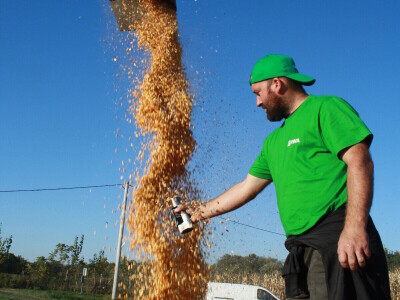 Kukuruz INCLUSIV dao prosječno 13 t/ha, a u Međimurju preko 16 t/ha suhog zrna