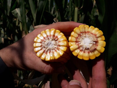 Kukuruz INCLUSIV dao prosječno 13 t/ha, a u Međimurju preko 16 t/ha suhog zrna