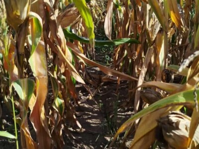 Kukuruz kod Marka Popovića u Brčkom