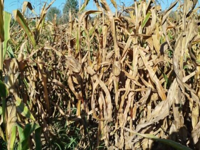 Kukuruz kod Marka Popovića u Brčkom