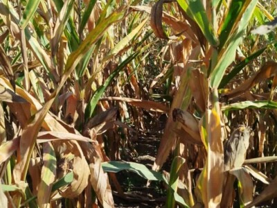Kukuruz kod Marka Popovića u Brčkom