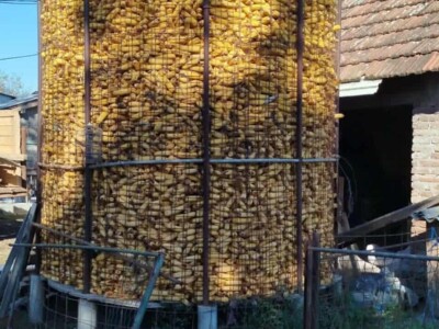 Kukuruz kod Marka Popovića u Brčkom