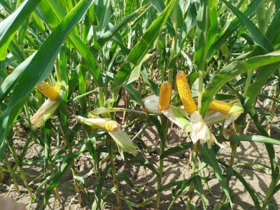 Kukuruz kod Marka Popovića u Brčkom