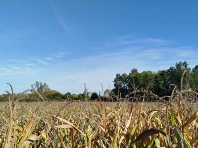 Kukuruz kod Marka Popovića u Brčkom