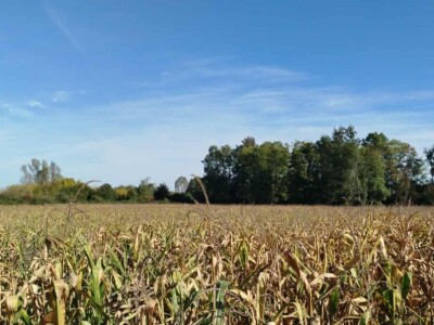 Kukuruz kod Marka Popovića u Brčkom