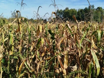 Kukuruz kod Marka Popovića u Brčkom