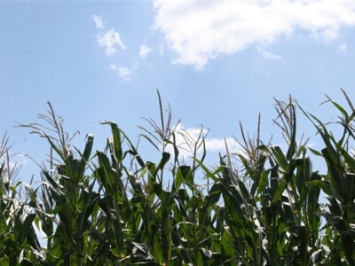 Polje kukuruza