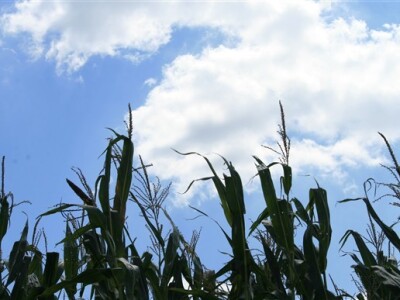 Polje kukuruza