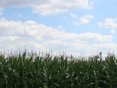 Polje kukuruza