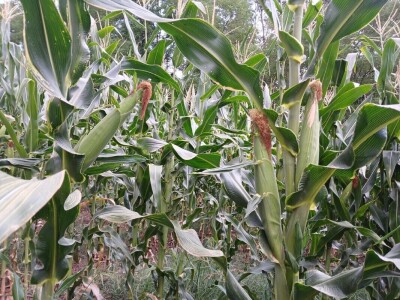 Kukuruz od tri metra kod Dragana Ristića