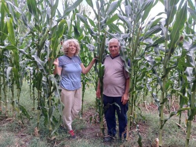 Kukuruz od tri metra kod Dragana Ristića