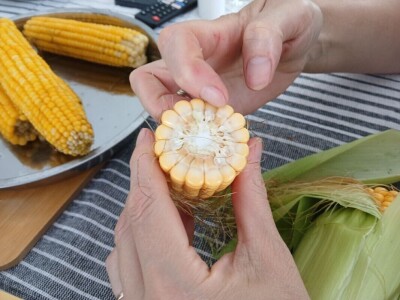 Kukuruz od tri metra kod Dragana Ristića