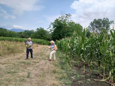 Kukuruz od tri metra kod Dragana Ristića