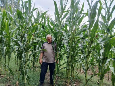 Kukuruz od tri metra kod Dragana Ristića