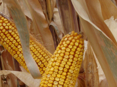 Dani polja Poljoprivrednog Instituta Osijek