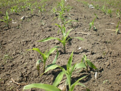 Kukuruz u fazi 4-5 listova
