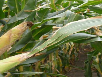 Kukuruz i šećerna repa obećavaju