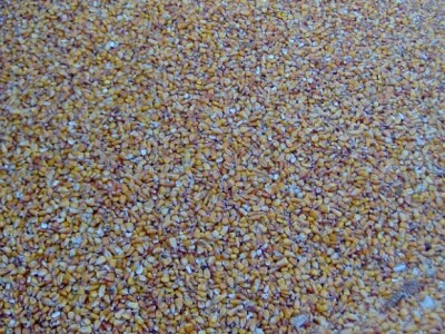 Prošlogodišnji kukuruz u rinfuzi još se donedavno mogao prodati za 1,10 kn po kg