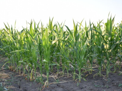 Kukuruz soja 07.07.2021.
