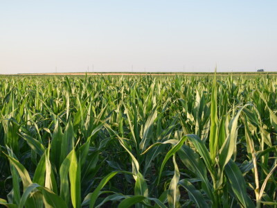 Kukuruz soja 07.07.2021.