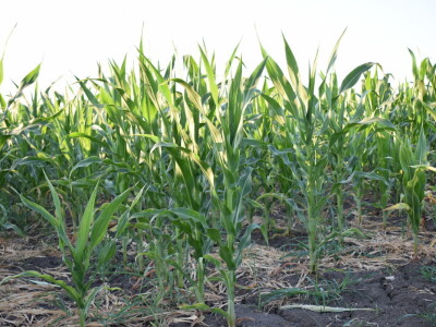 Kukuruz soja 07.07.2021.
