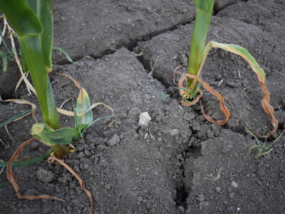 Kukuruz soja 07.07.2021.