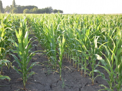 Kukuruz soja 07.07.2021.