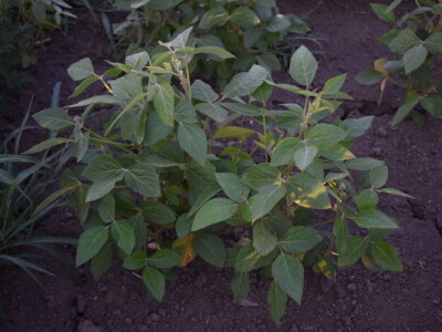 Kukuruz soja 07.07.2021.