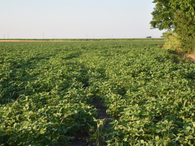 Kukuruz soja 07.07.2021.