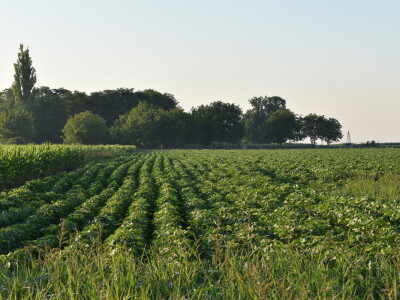 Kukuruz soja 07.07.2021.