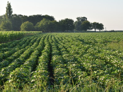 Kukuruz soja 07.07.2021.