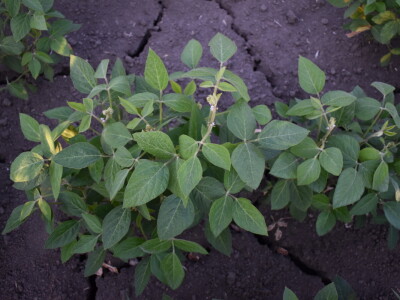 Kukuruz soja 07.07.2021.