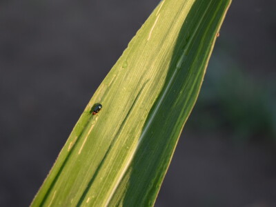 Kukuruz soja 07.07.2021.