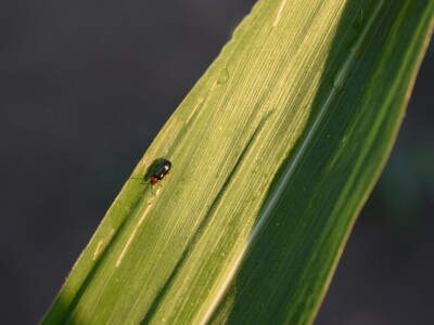 Kukuruz soja 07.07.2021.