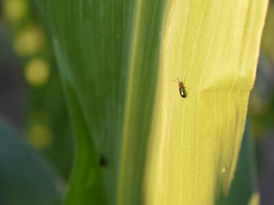 Kukuruz soja 07.07.2021.