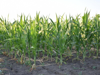 Kukuruz soja 07.07.2021.