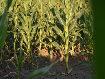 Kukuruz soja 07.07.2021.