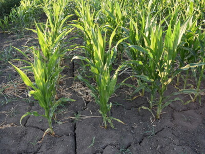 Kukuruz soja 07.07.2021.