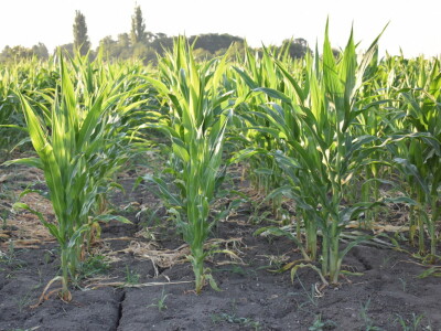 Kukuruz soja 07.07.2021.