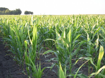 Kukuruz soja 07.07.2021.