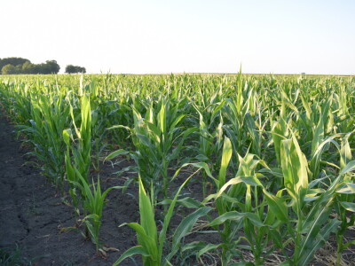 Kukuruz soja 07.07.2021.