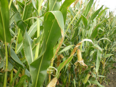 Kukuruz i šećerna repa obećavaju