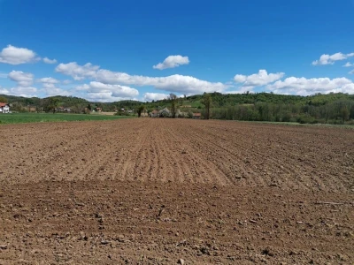 Kukuruz za silažu